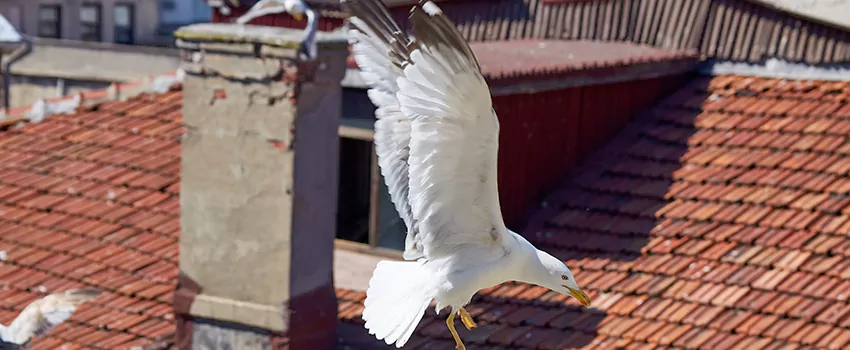 Residential Chimney Animal Removal Solution in Lealman, FL