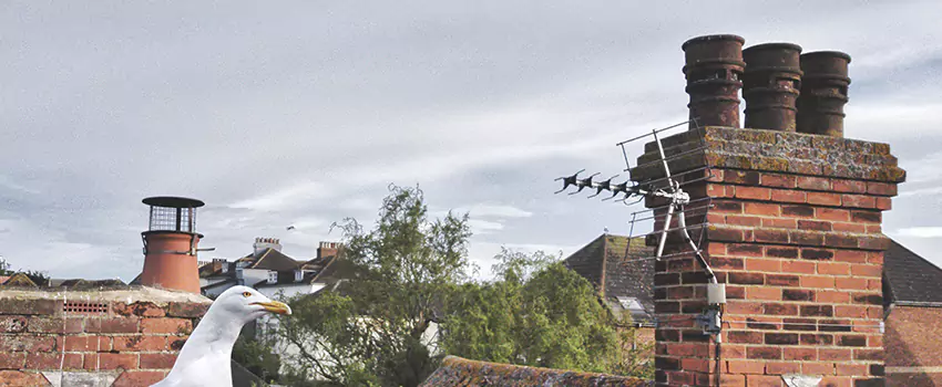 Chimney Cleaning And Restoration in Lealman, Florida